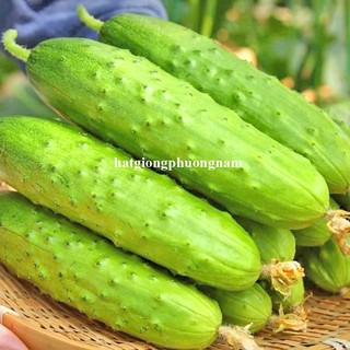 10 Hạt - Hạt Giống Dưa Nếp Non F1 Phương Nam
