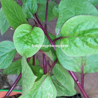 5 Gram - Hạt Giống Rau Mồng Tơi Thân Tím Phương Nam