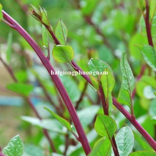 5 Gram - Hạt Giống Rau Mồng Tơi Thân Tím Phương Nam