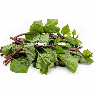 5 Gram - Hạt Giống Rau Mồng Tơi Thân Tím Phương Nam