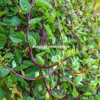 5 Gram - Hạt Giống Rau Mồng Tơi Thân Tím Phương Nam