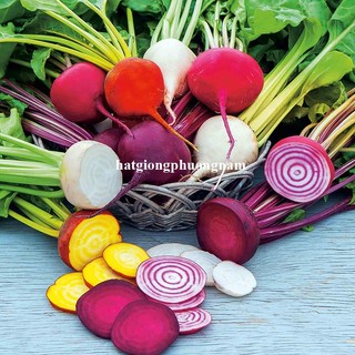 50 Hạt - Hạt Giống Củ Dền Cầu Vòng Phương Nam
