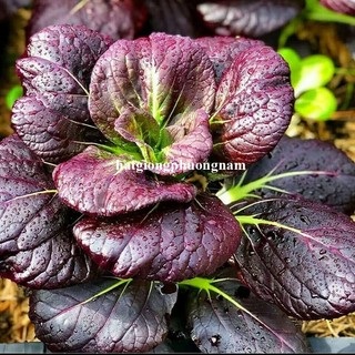 200 Hạt - Hạt Giống Cải Bok Choy Tím / Trắng Phương Nam