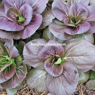 200 Hạt - Hạt Giống Cải Bok Choy Tím / Trắng Phương Nam