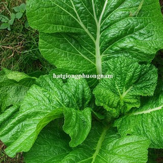 0.5 Gram - Hạt Giống Cải Cay Ngọt Khổng Lồ Azinora Phương Nam