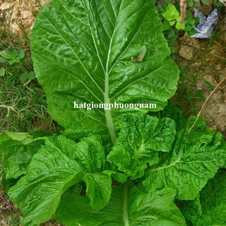 0.5 Gram - Hạt Giống Cải Cay Ngọt Khổng Lồ Azinora Phương Nam