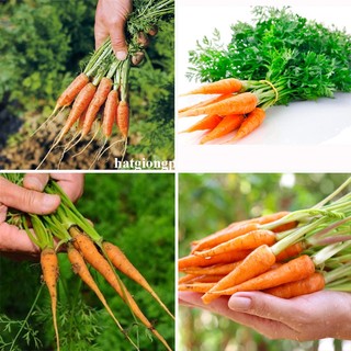 0.5 Gram - Hạt Giống Cà Rốt Tí Hon Phương Nam