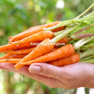 0.5 Gram - Hạt Giống Cà Rốt Tí Hon Phương Nam