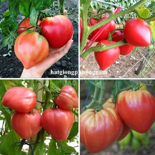 30 Hạt - Hạt Giống Cà Chua Trái Tim Đỏ Phương Nam