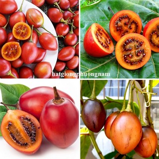 20 Hạt - Hạt Giống Cà Chua Thân Gỗ Phương Nam