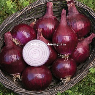 0.5 Gram - Hạt Giống Hành Tây Tím Phương Nam