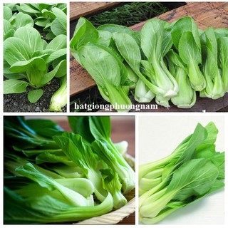 20 Gram - Hạt Giống Cải Thìa Phương Nam