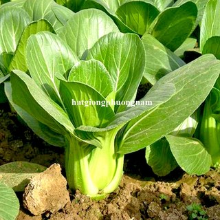 20 Gram - Hạt Giống Cải Thìa Phương Nam