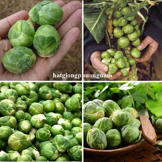 0,5 Gram - Hạt Giống Bắp Cải Tí Hon Phương Nam