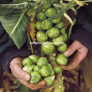 0,5 Gram - Hạt Giống Bắp Cải Tí Hon Phương Nam