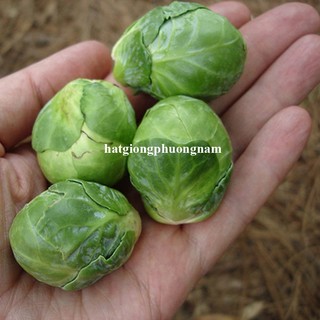 0,5 Gram - Hạt Giống Bắp Cải Tí Hon Phương Nam