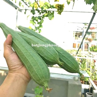 1 Gram - Hạt Giống Mướp Khía Phương Nam