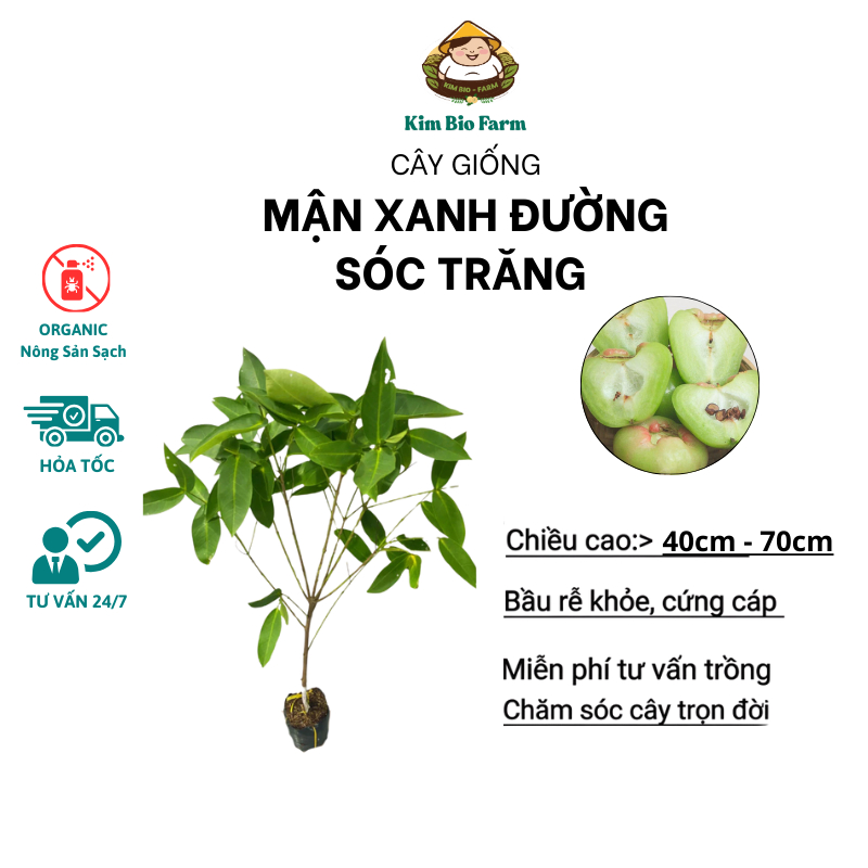 Cây Giống Mận Xanh Đường Sóc Trăng (Cây Roi Xanh Đường) -  Dễ Trồng, Nhanh Ra Trái, Ngọt Thanh