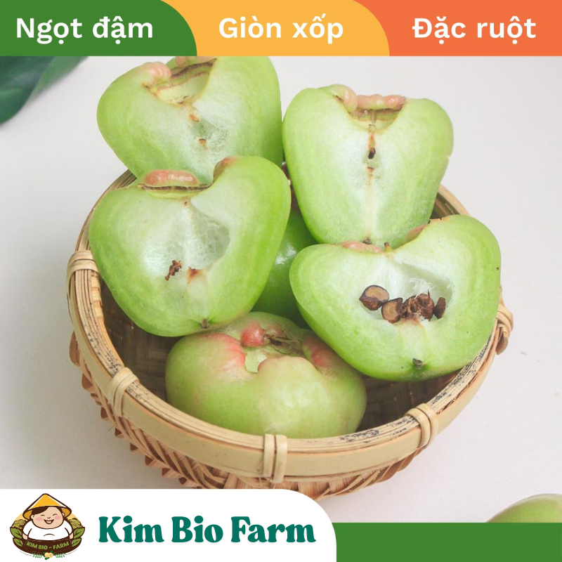 Cây Giống Mận Xanh Đường Sóc Trăng (Cây Roi Xanh Đường) -  Dễ Trồng, Nhanh Ra Trái, Ngọt Thanh