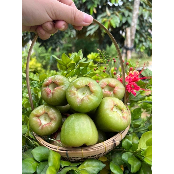 Cây Giống Mận Xanh Đường Sóc Trăng (Cây Roi Xanh Đường) -  Dễ Trồng, Nhanh Ra Trái, Ngọt Thanh