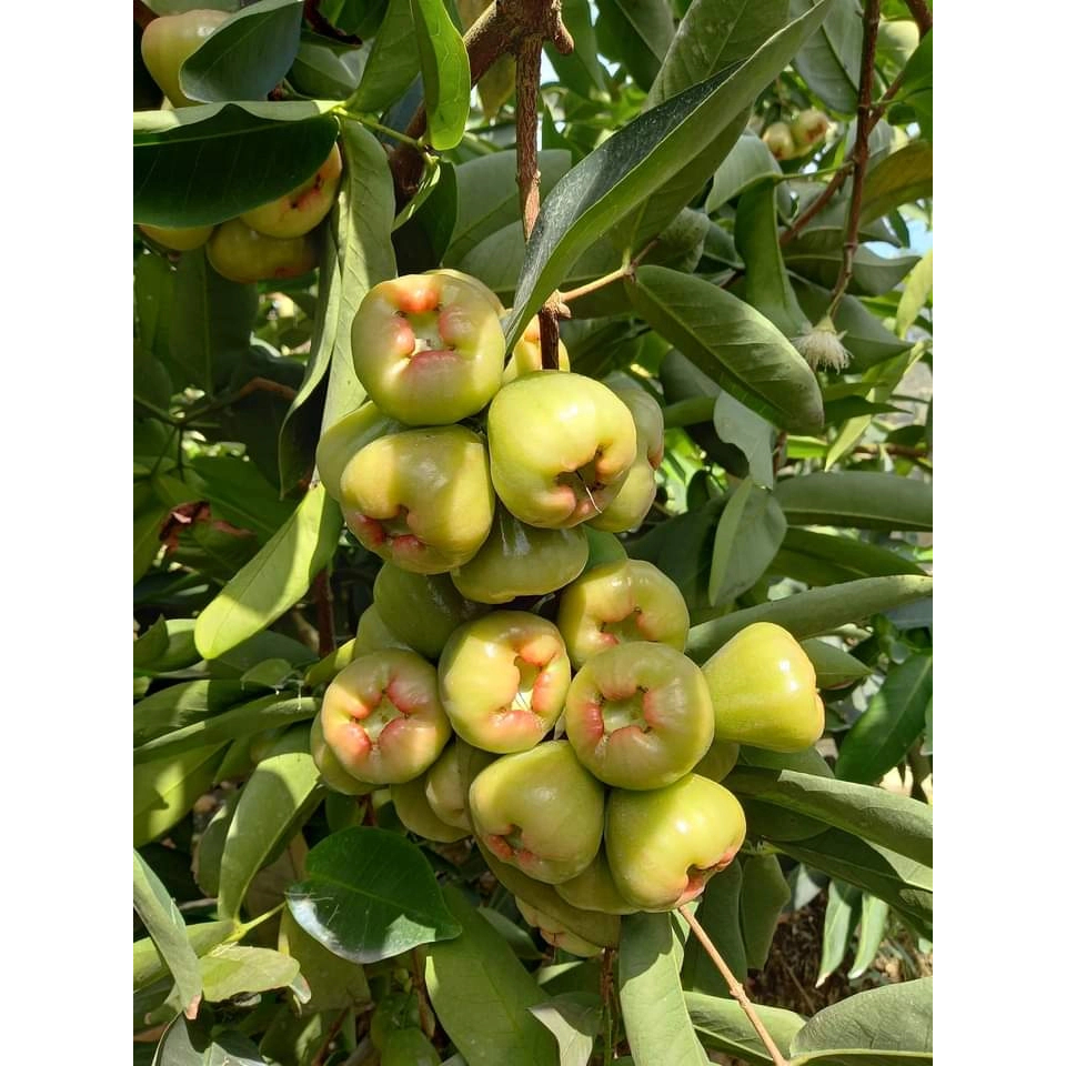 Cây Giống Mận Xanh Đường Sóc Trăng (Cây Roi Xanh Đường) -  Dễ Trồng, Nhanh Ra Trái, Ngọt Thanh