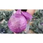 HẠT GIỐNG BẮP CẢI TÍM NHẬT BẢN TN 198 - loại RAU SIÊU DINH DƯỠNG và lợi ích sức khỏe bạn cần biết