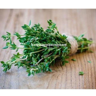100 Hạt - Hạt Giống Cỏ Xạ Hương Phương Nam