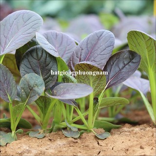 0,5 Gram - Hạt Giống Cải Thìa Đỏ Phương Nam