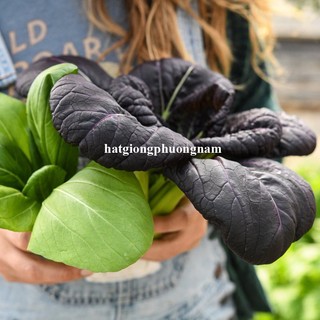 0,5 Gram - Hạt Giống Cải Thìa Đỏ Phương Nam