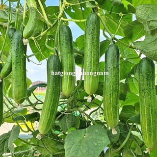 0,5 Gram - Hạt Giống Dưa Leo F1 Phương Nam
