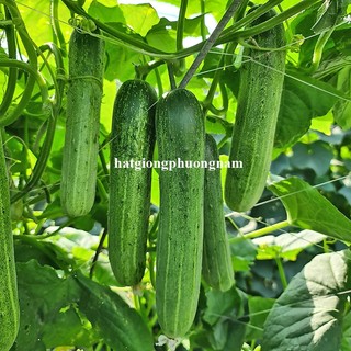 0,5 Gram - Hạt Giống Dưa Leo F1 Phương Nam