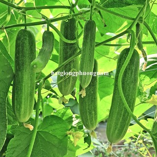 0,5 Gram - Hạt Giống Dưa Leo F1 Phương Nam