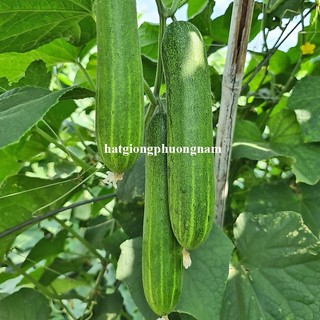 0,5 Gram - Hạt Giống Dưa Leo F1 Phương Nam