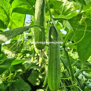 0,5 Gram - Hạt Giống Dưa Leo F1 Phương Nam