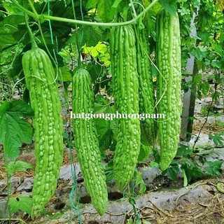 5 Hạt - Hạt Giống Khổ Qua Siêu Dài Futaba F1 Phương Nam