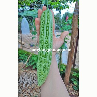 5 Hạt - Hạt Giống Khổ Qua Siêu Dài Futaba F1 Phương Nam