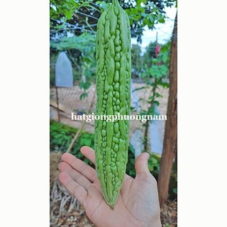 5 Hạt - Hạt Giống Khổ Qua Siêu Dài Futaba F1 Phương Nam