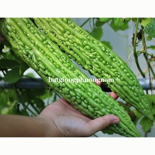 5 Hạt - Hạt Giống Khổ Qua Siêu Dài Futaba F1 Phương Nam