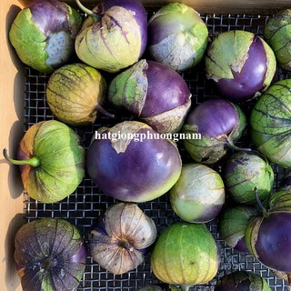 20 Hạt - Hạt Giống Thù Lù Tím F1 Phương Nam