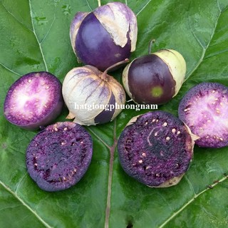 20 Hạt - Hạt Giống Thù Lù Tím F1 Phương Nam