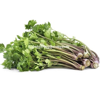 5 Gram - Ngò Thái Thân Tía Chịu Nhiệt