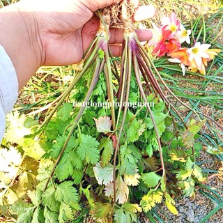 5 Gram - Ngò Thái Thân Tía Chịu Nhiệt