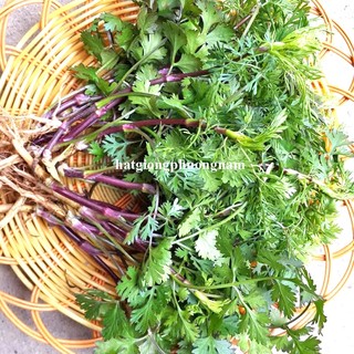 5 Gram - Ngò Thái Thân Tía Chịu Nhiệt