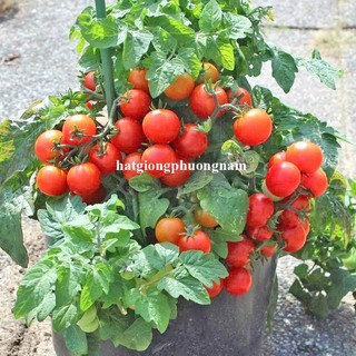 20 Hạt - Hạt Giống Cà Chua Bi Đỏ Lùn Phương Nam