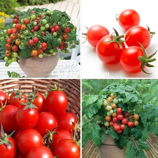 20 Hạt - Hạt Giống Cà Chua Bi Đỏ Lùn Phương Nam