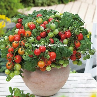 20 Hạt - Hạt Giống Cà Chua Bi Đỏ Lùn Phương Nam