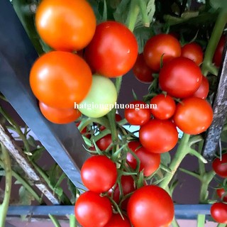 20 Hạt - Hạt Giống Cà Chua Leo Giàn Phương Nam