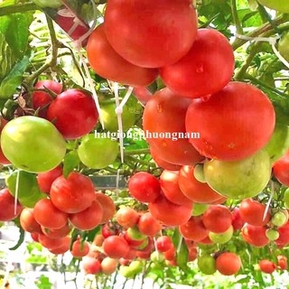20 Hạt - Hạt Giống Cà Chua Leo Giàn Phương Nam