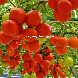 20 Hạt - Hạt Giống Cà Chua Leo Giàn Phương Nam
