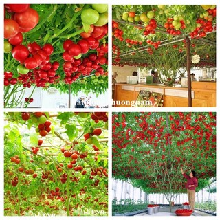 20 Hạt - Hạt Giống Cà Chua Leo Giàn Phương Nam